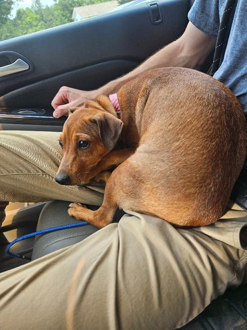 picture of the dog needing adoption