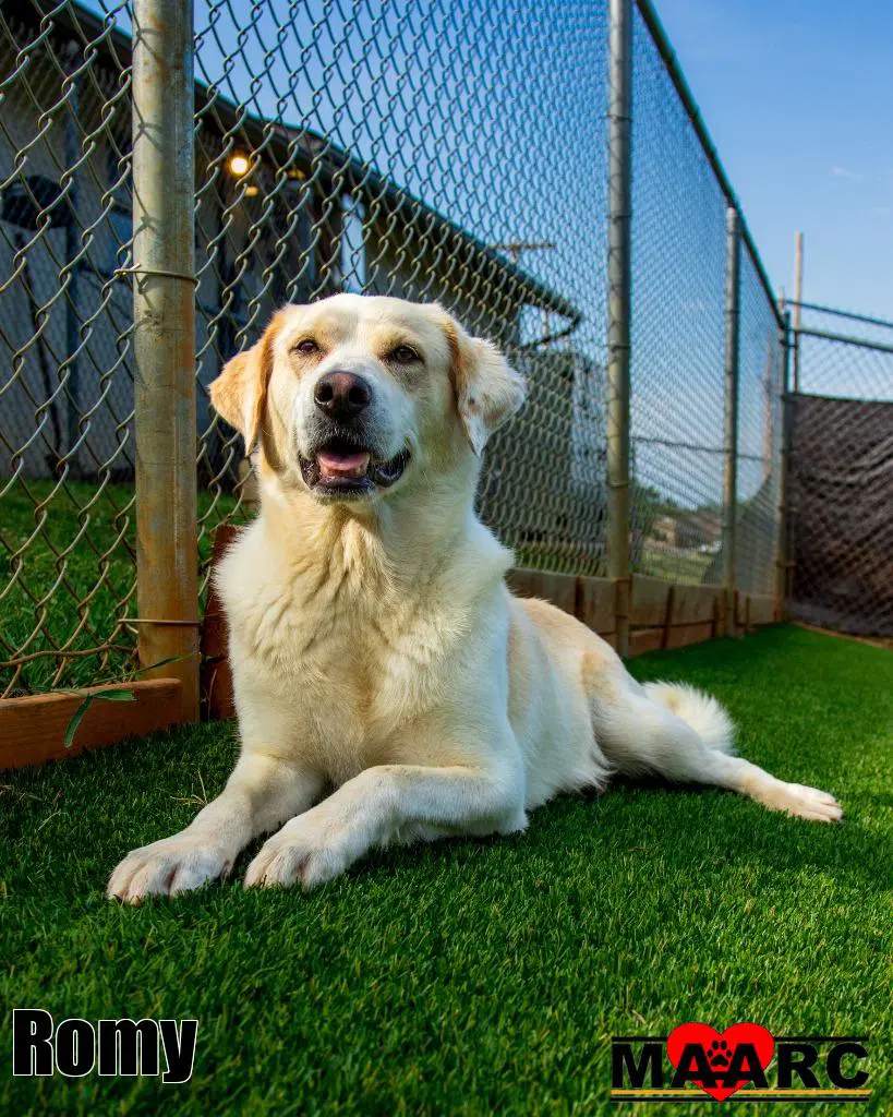Romy - Great Pyrenees
