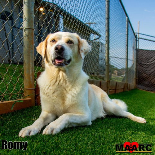 picture of the dog needing adoption