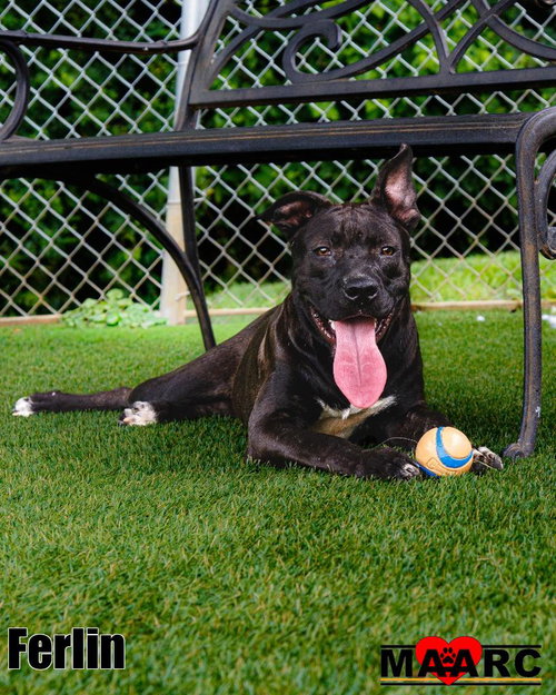 picture of the dog needing adoption