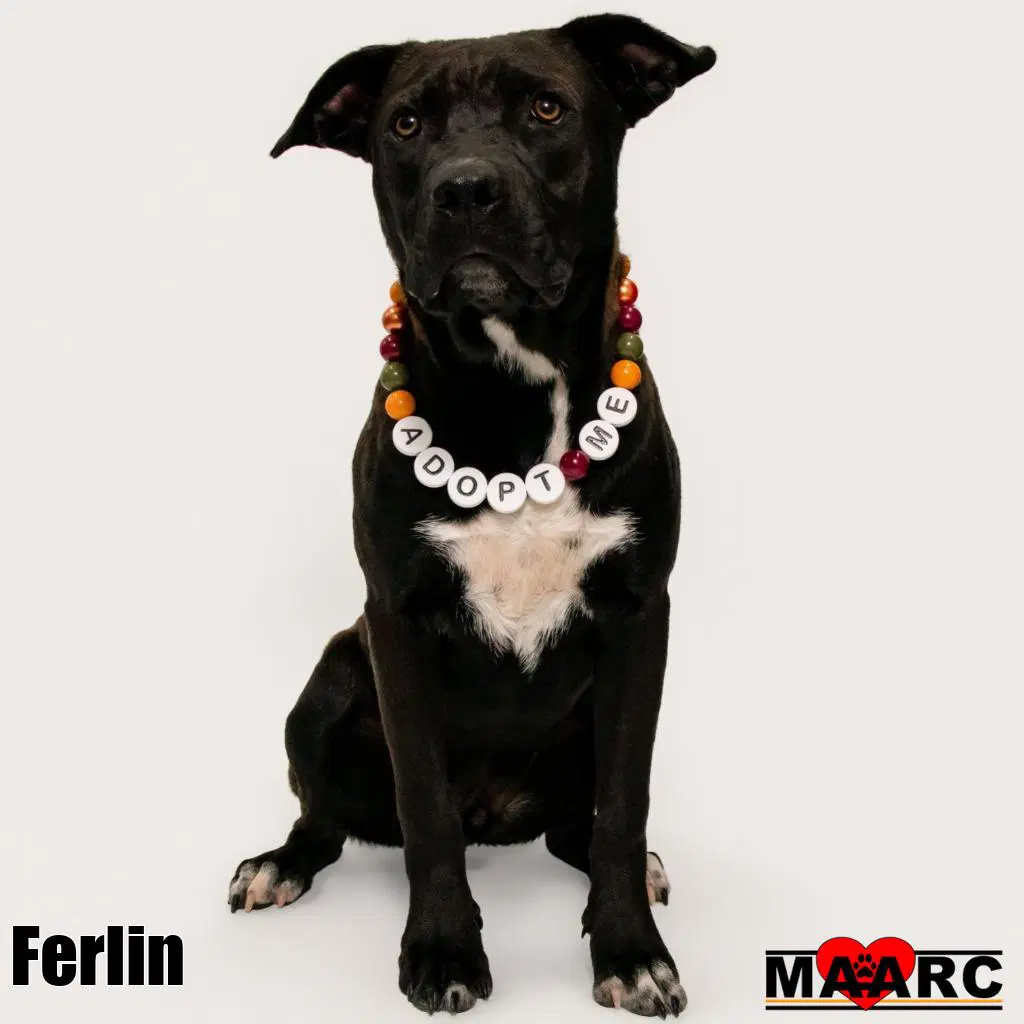 Ferlin - Pit Bull Terrier