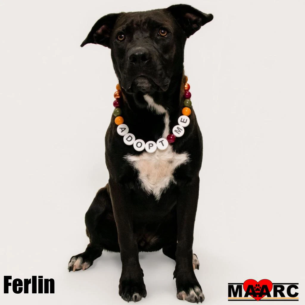 Ferlin