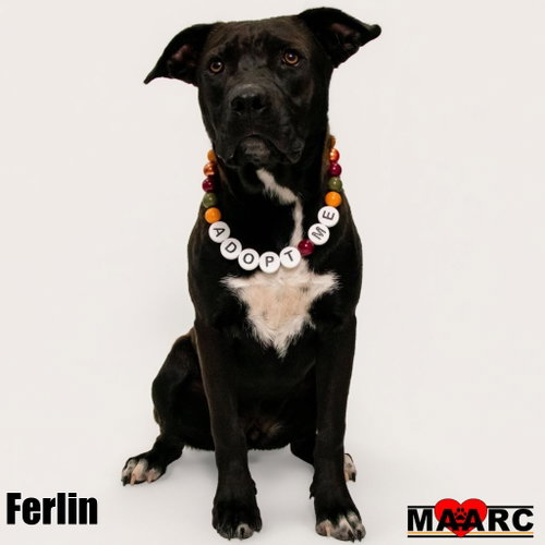 Ferlin, a dog for adoption from Maryville Alcoa Animal Rescue Center