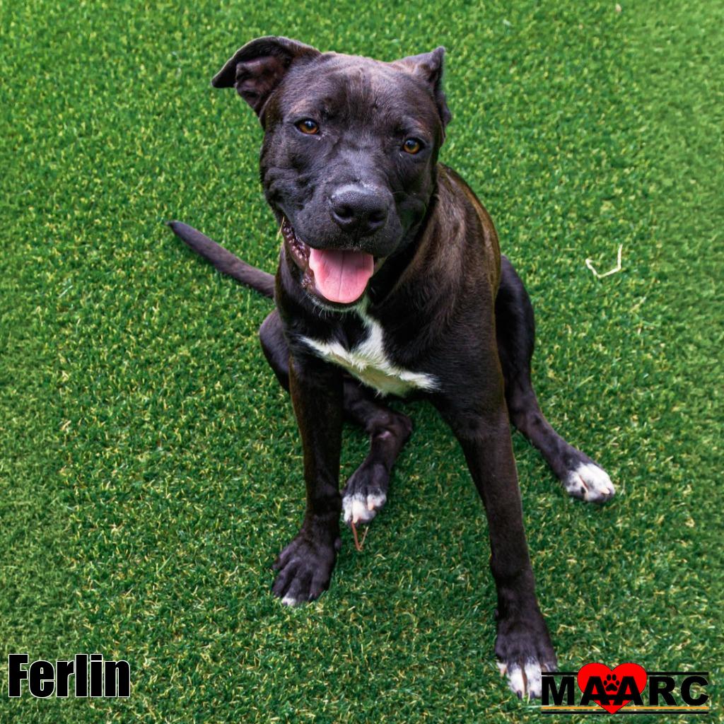 Ferlin, photo 2