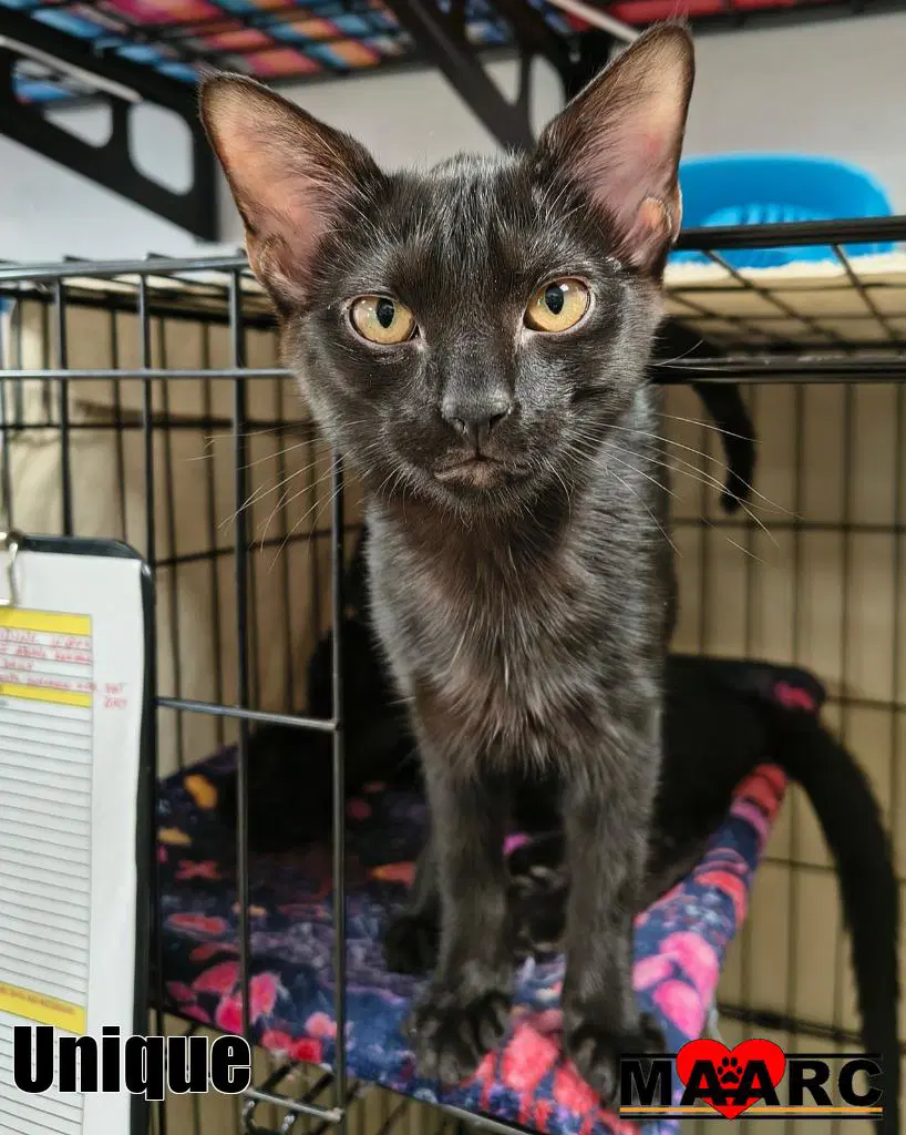 Unique - Domestic Short Hair