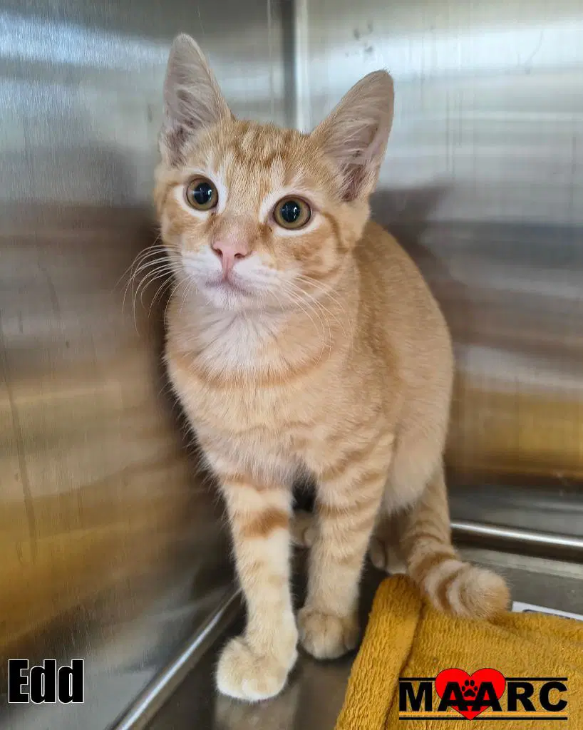 Edd - Domestic Short Hair