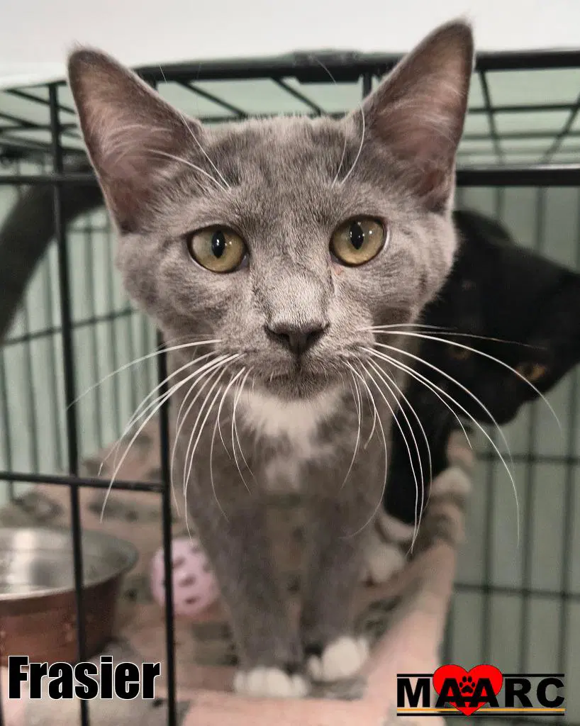 Frasier - Domestic Short Hair