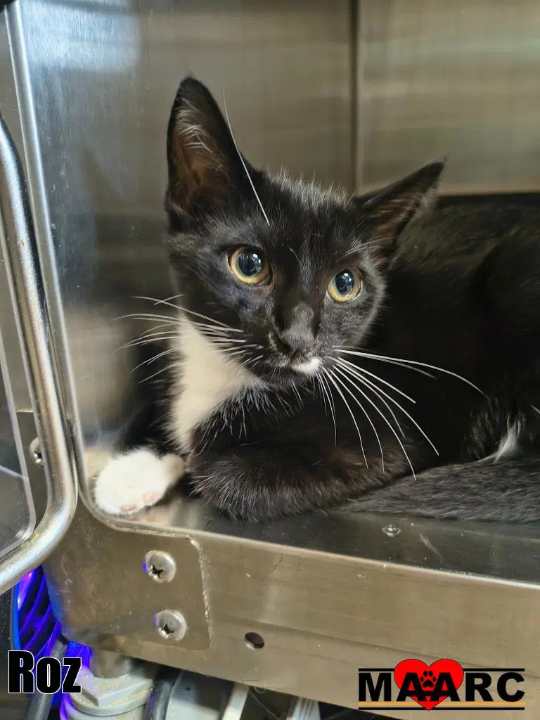 Roz - Domestic Short Hair