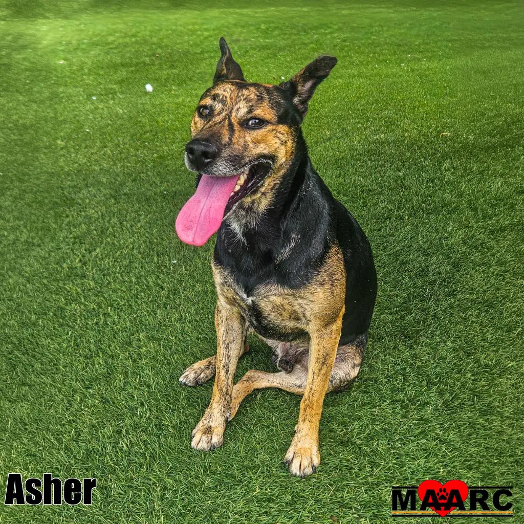 Asher - Jack Russell Terrier