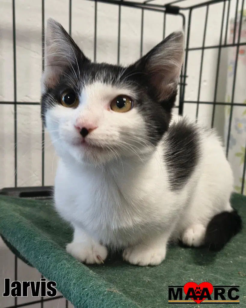 Jarvis - Domestic Short Hair