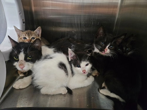 picture of the cat needing adoption