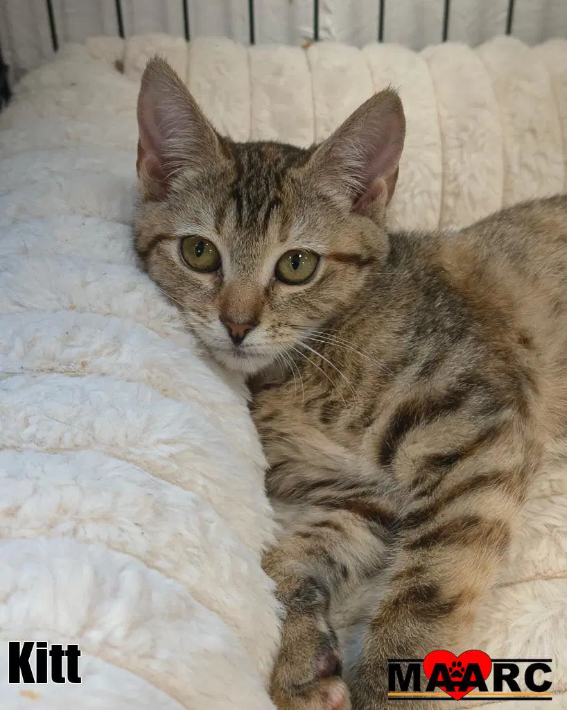 Kitt - Domestic Short Hair