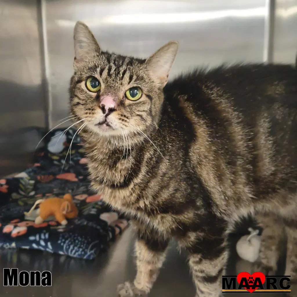 Mona - Domestic Short Hair