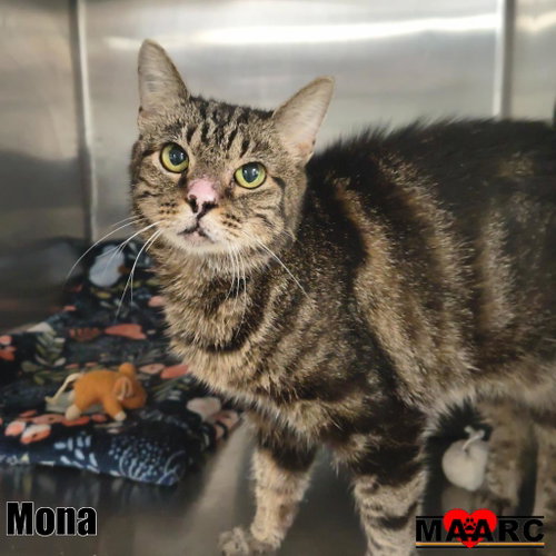 picture of the cat needing adoption