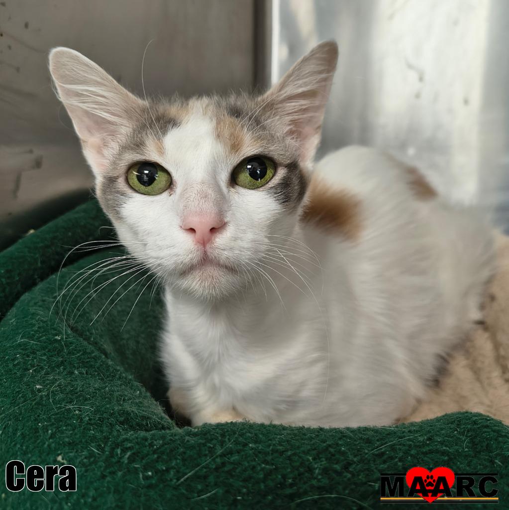 Cera