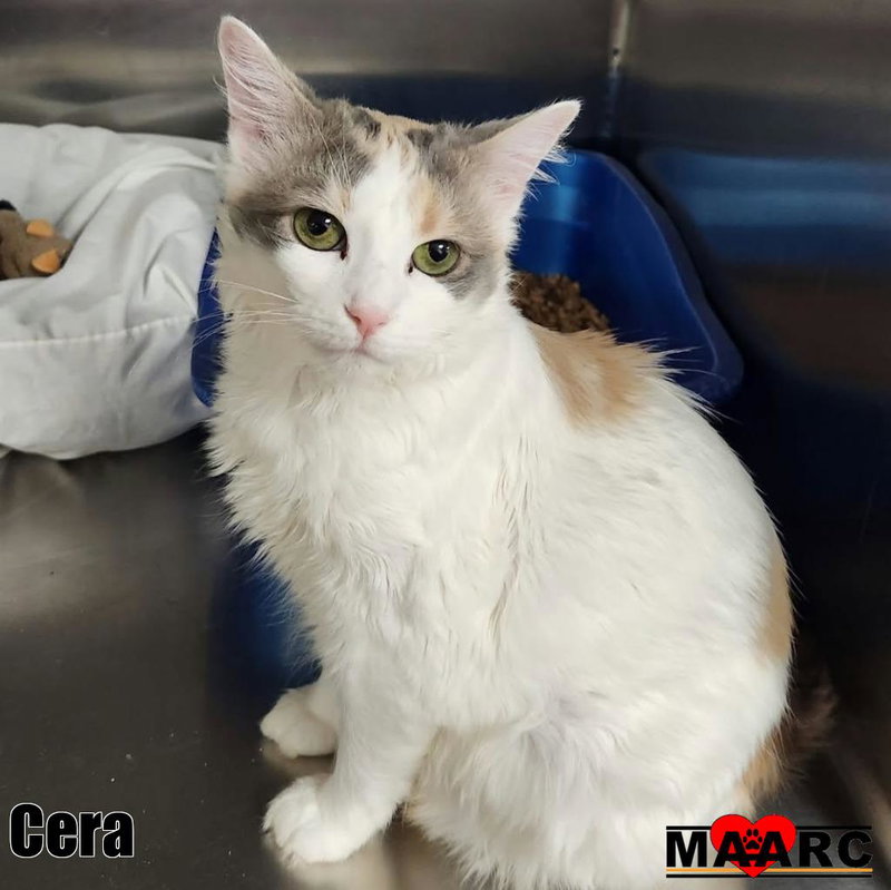 Cera, photo 2