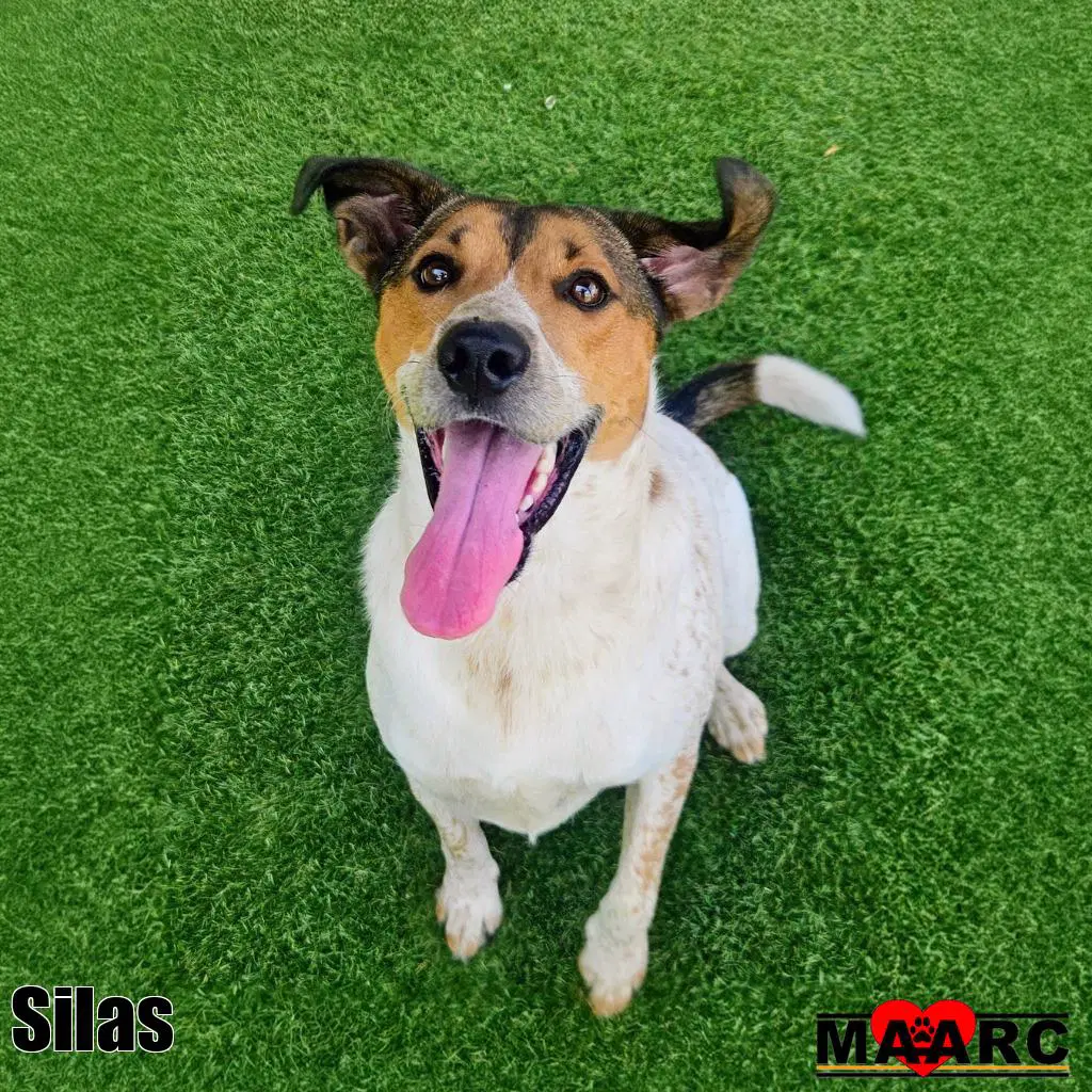 Silas - Hound