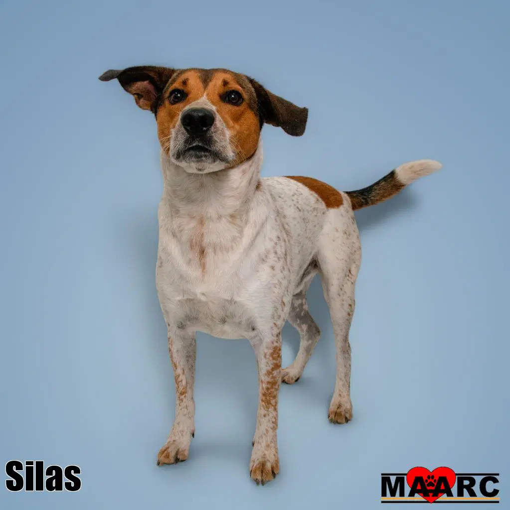 Silas image 2