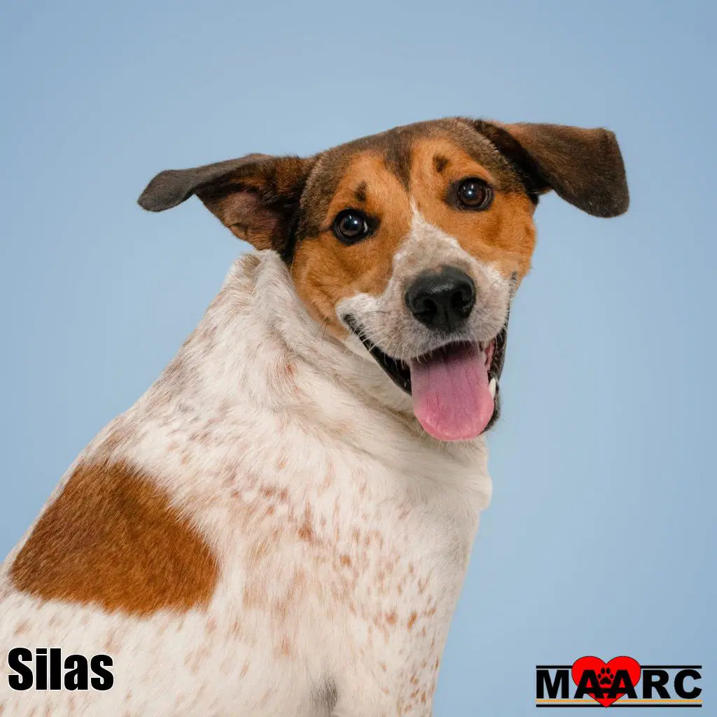 Silas image 3