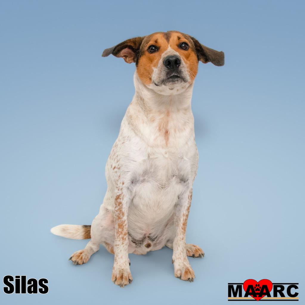 Silas, photo 4