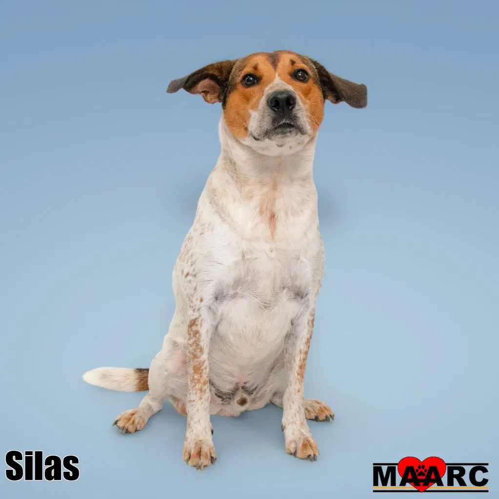 Silas image 4