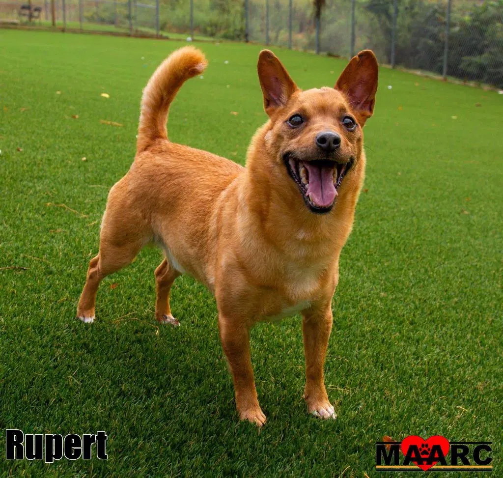 Rupert - Chihuahua