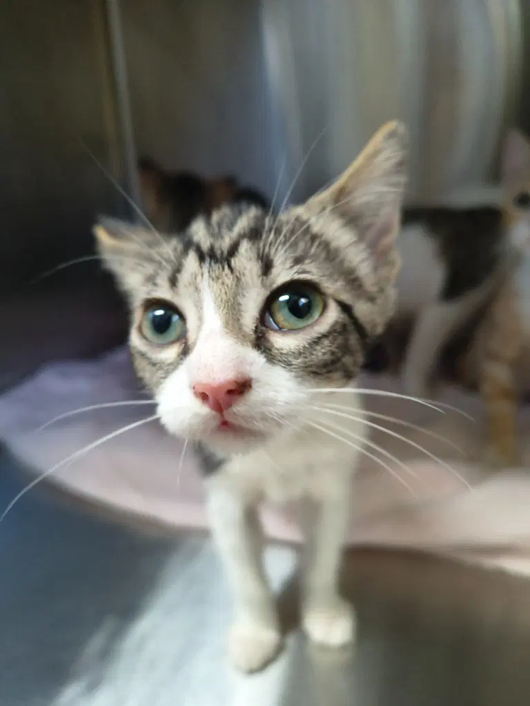 Duckie - Domestic Short Hair