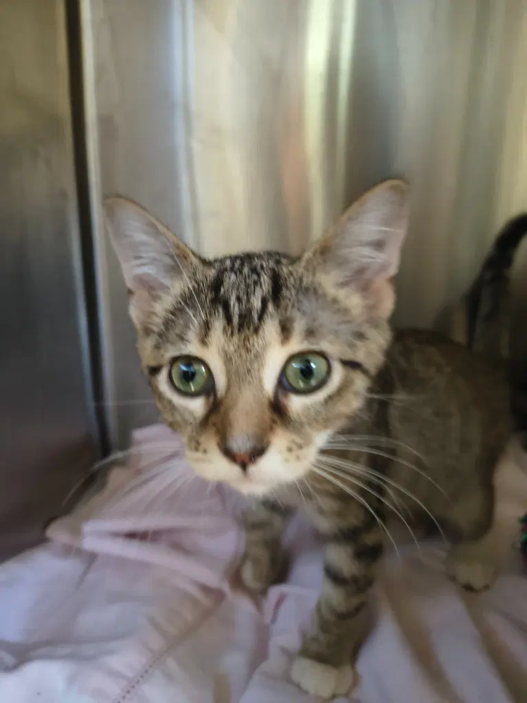 Petrie - Domestic Short Hair