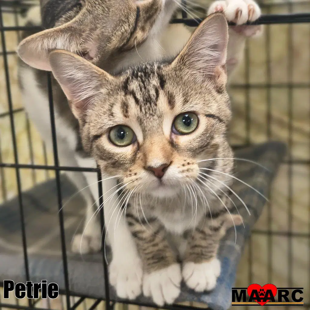 Petrie - Domestic Short Hair