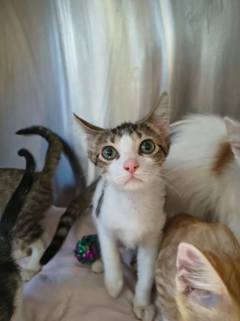 Spike - Domestic Short Hair