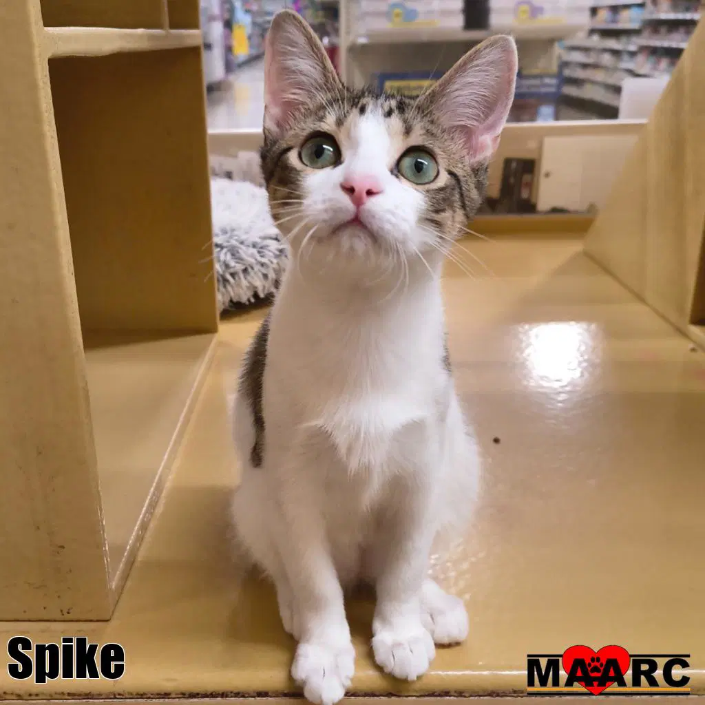 Spike - Domestic Short Hair