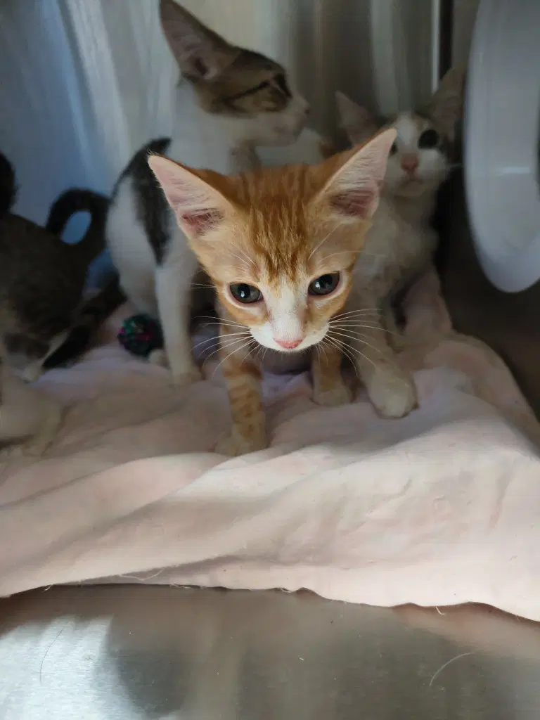 Littlefoot - Domestic Short Hair