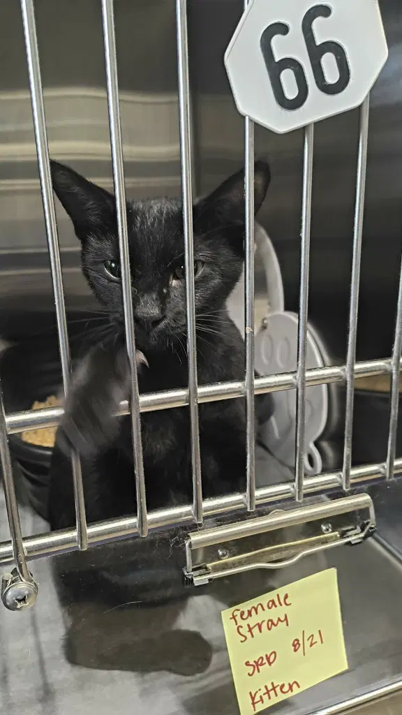 Bianca - Domestic Short Hair