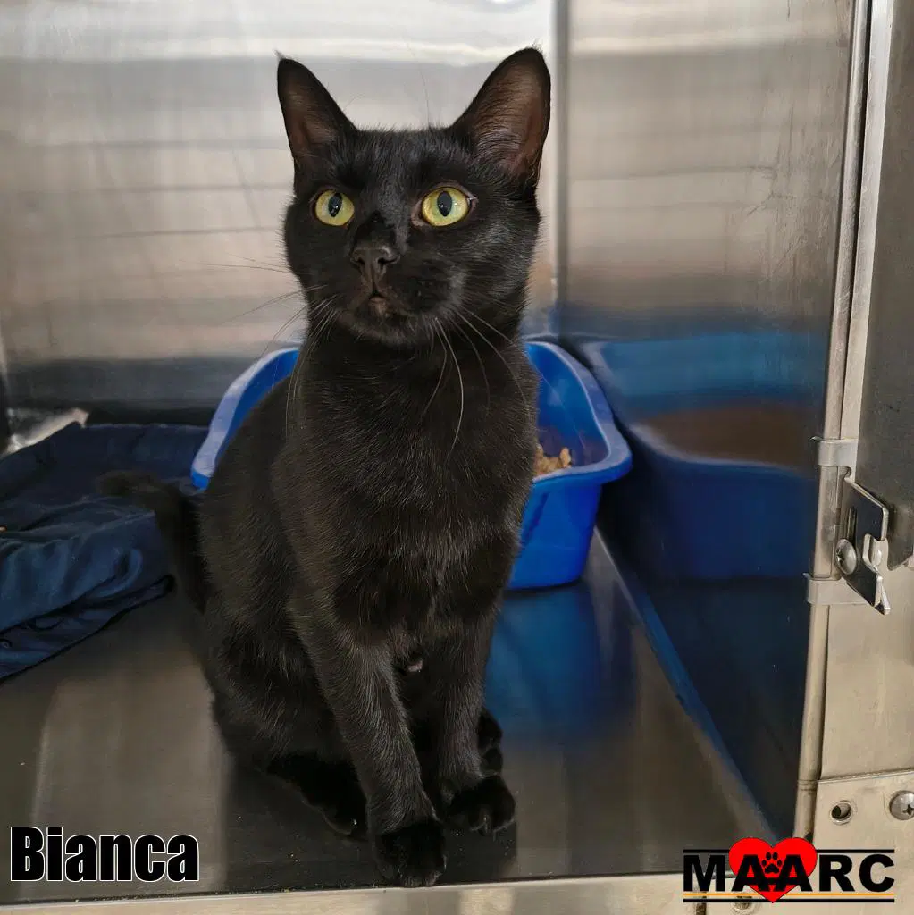 Bianca - Domestic Short Hair