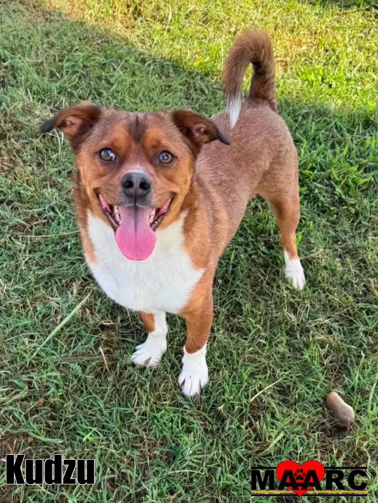 Kudzu - Corgi