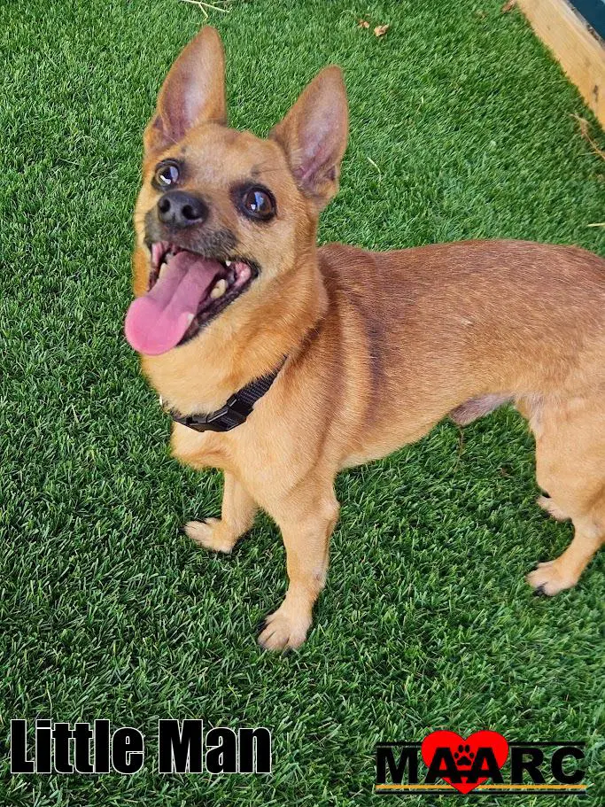 Little Man - Chihuahua