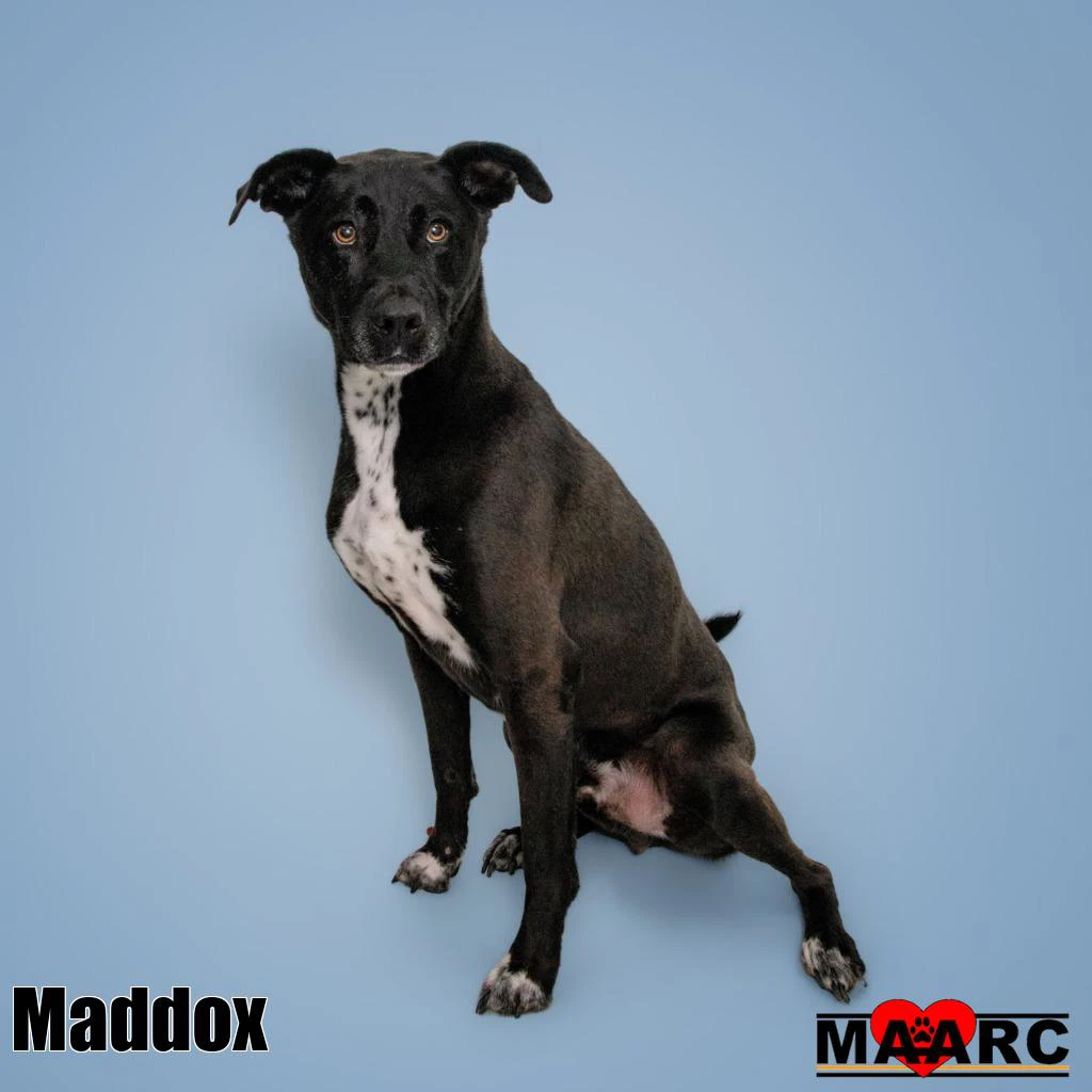 Maddox