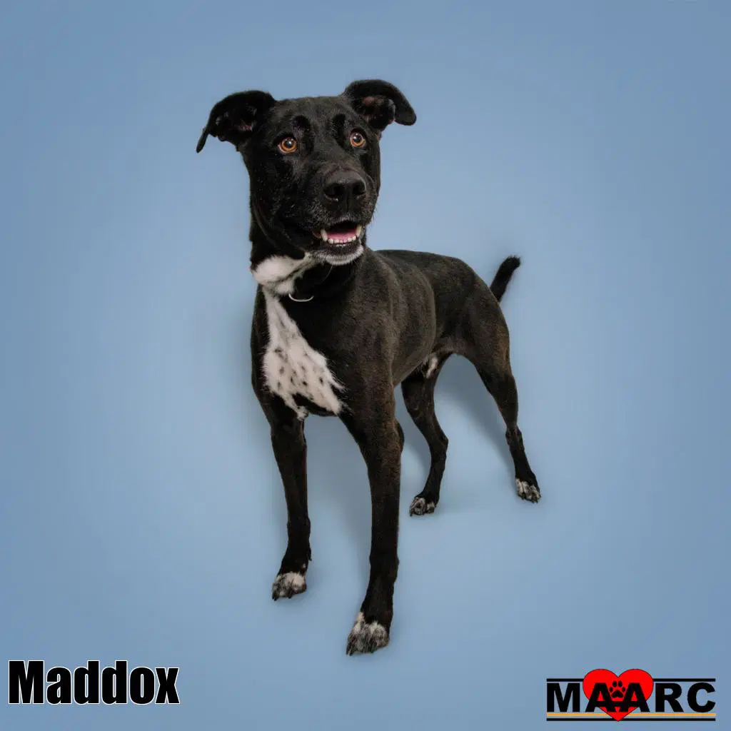 Maddox image 3