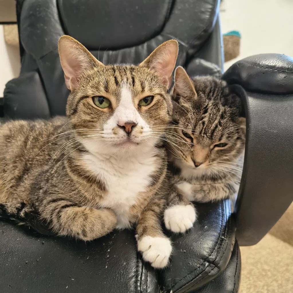 William  James - Domestic Short Hair