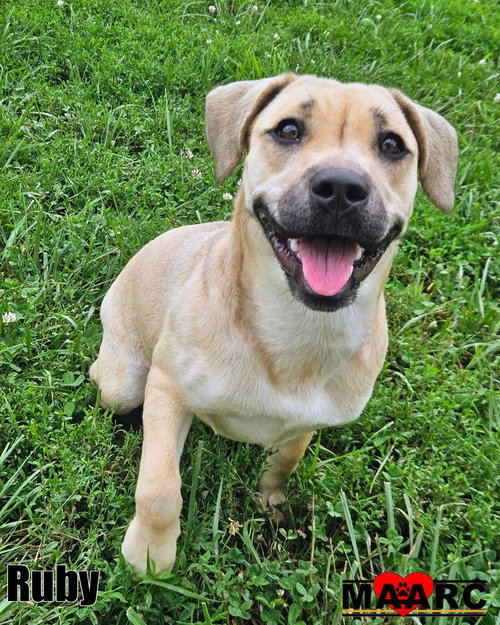 picture of the dog needing adoption