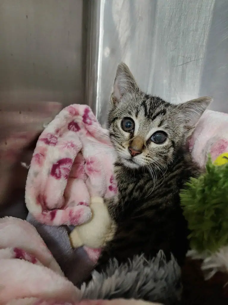Rosanna - Domestic Short Hair