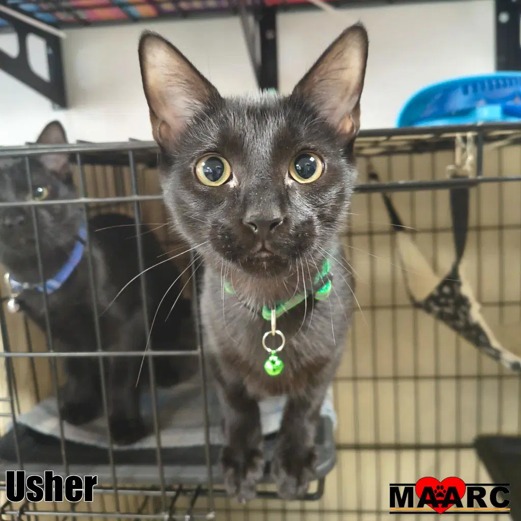 Usher - Domestic Short Hair