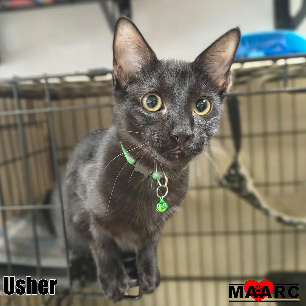 Usher image 2