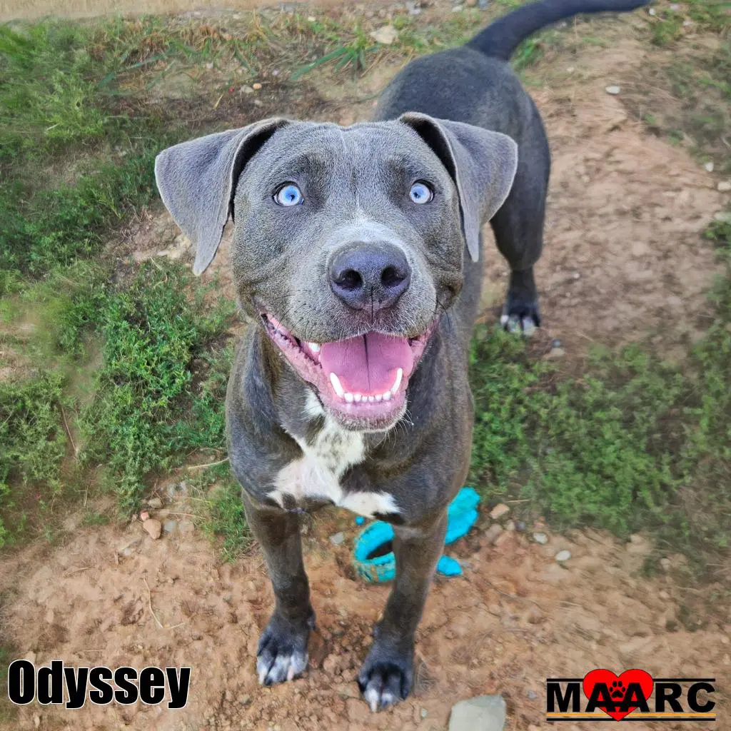 Odyssey - Pit Bull Terrier