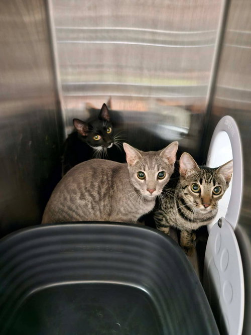 picture of the cat needing adoption