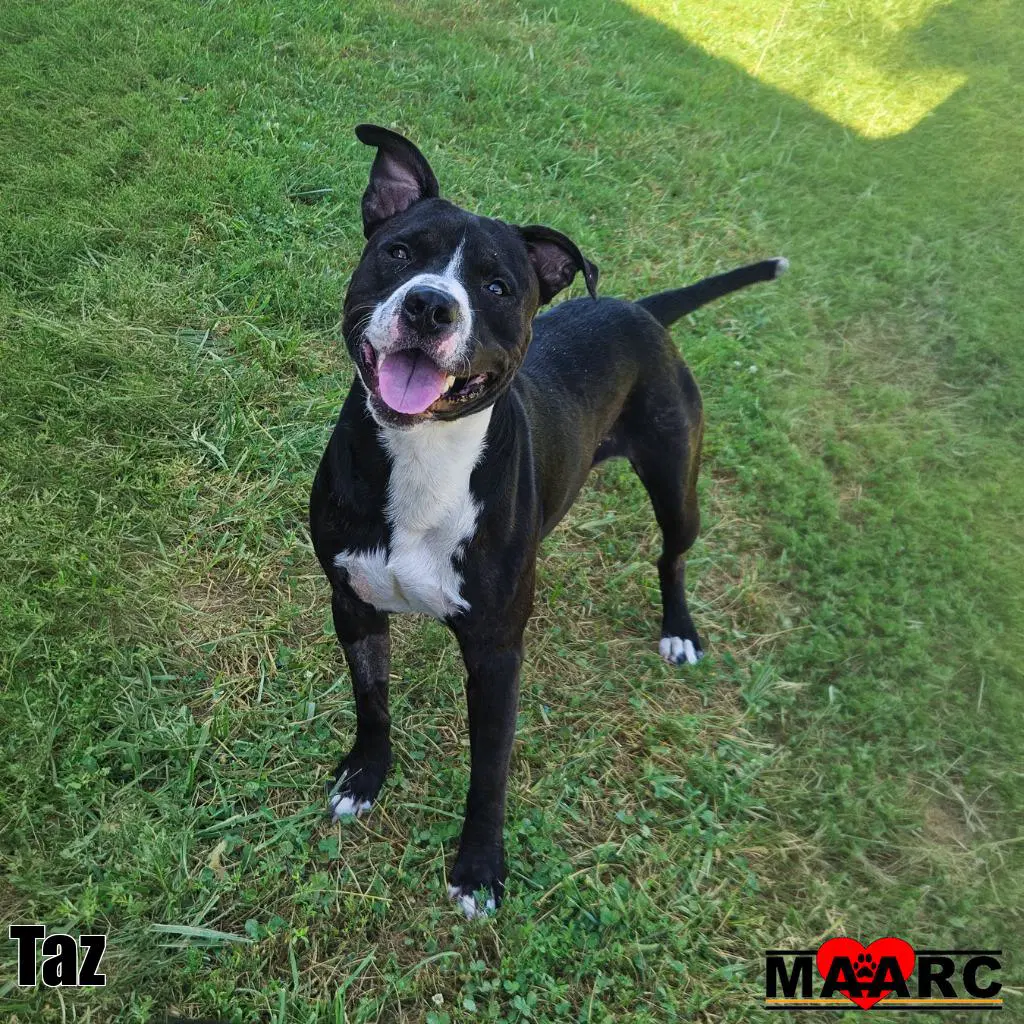 Taz - Pit Bull Terrier
