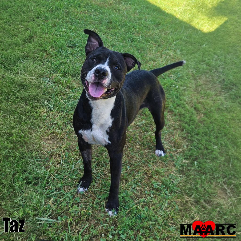 Taz