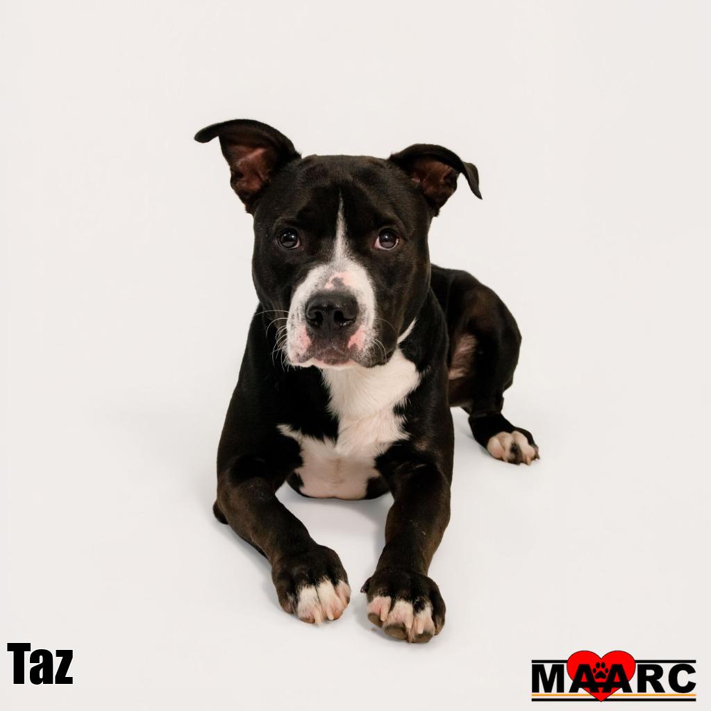 Taz, photo 2