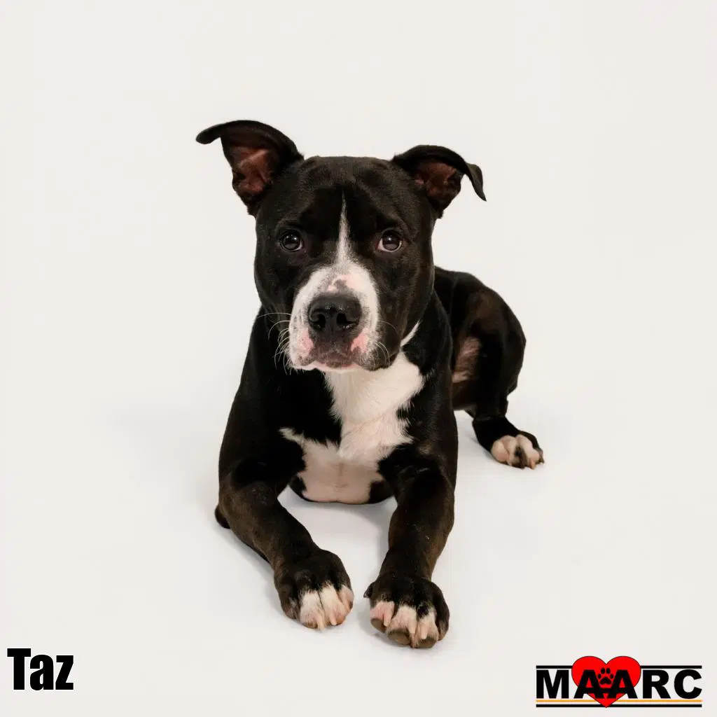 Taz image 2