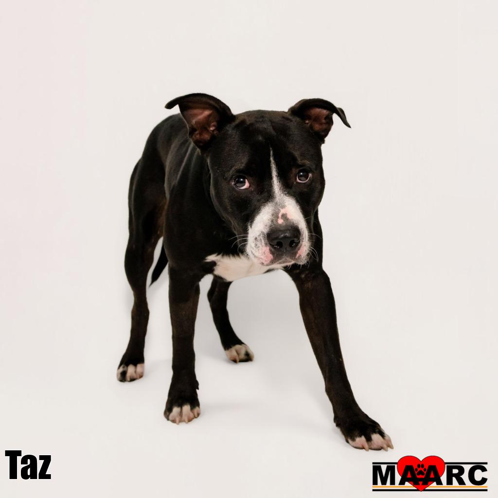 Taz, photo 3